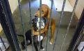 Click image for larger version

Name:	perros_abrazo_salvan_vida.jpg
Views:	236
Size:	35.5 KB
ID:	750858