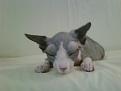 Click image for larger version

Name:	IMG00045-20100303-1042.jpg
Views:	570
Size:	89.3 KB
ID:	751150