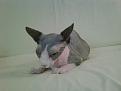 Click image for larger version

Name:	IMG00046-20100303-1045.jpg
Views:	611
Size:	88.6 KB
ID:	751151
